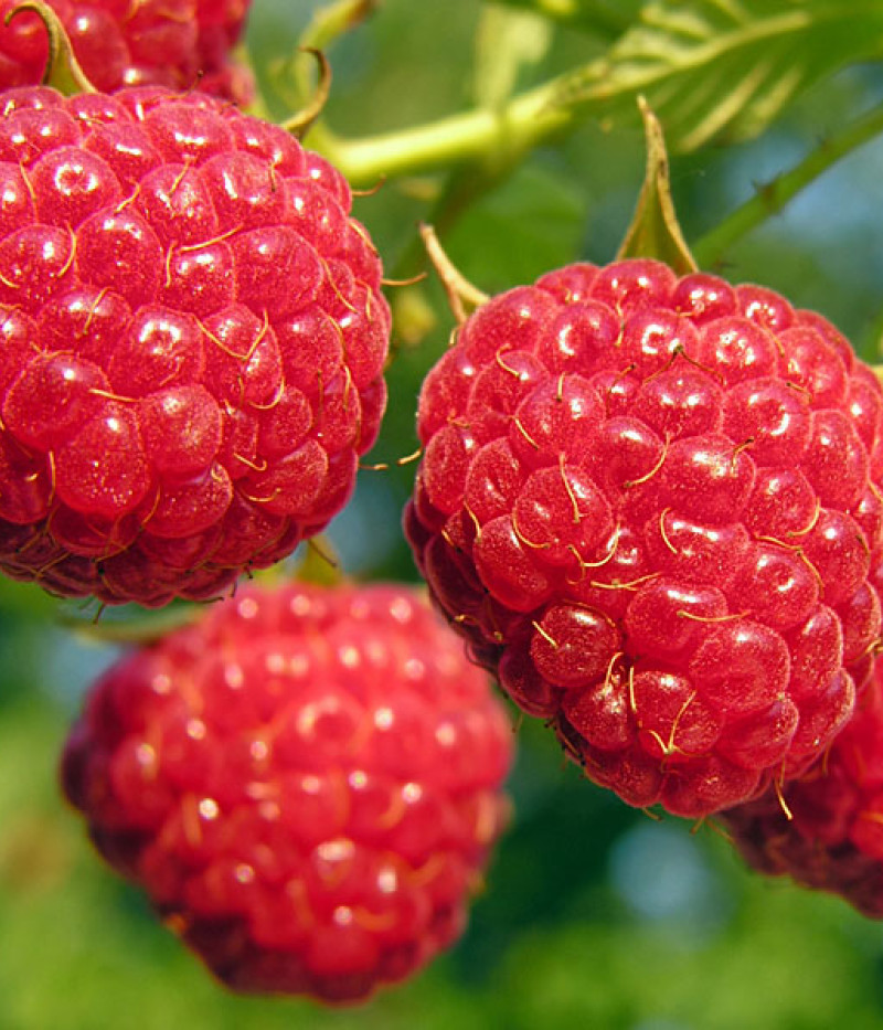 BIO Malina (Rubus idaeus) AUTUMN BLISS - Tutifruti, s.r.o.
