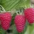 Raspberries to order