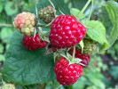 BIO Malina (Rubus idaeus) ZEFA 111 - Tutifruti, s.r.o.