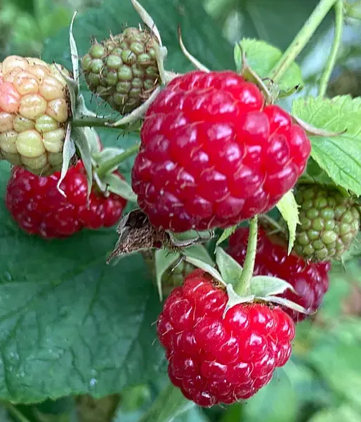 BIO Raspberry (Rubus idaeus) ZEFA 111