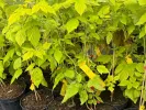 Malina (Rubus idaeus) GROOVY®