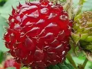 Malina hlohlistá (Rubus crataegifolius) RASPBERRY TOWER
