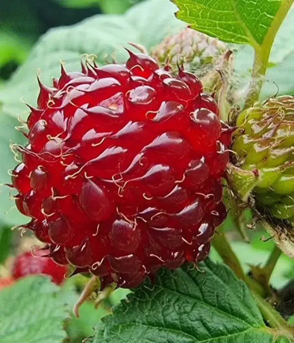 Malina hlohlistá (Rubus crataegifolius) RASPBERRY TOWER