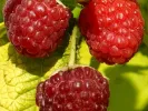 Malina (Rubus idaeus) GROOVY®