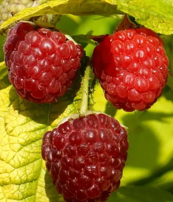 Malina (Rubus idaeus) GROOVY®