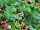 Malina čierna (Rubus occidentalis) SELENA
