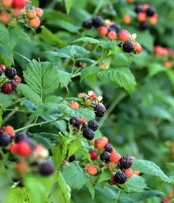 Malina čierna (Rubus occidentalis) SELENA