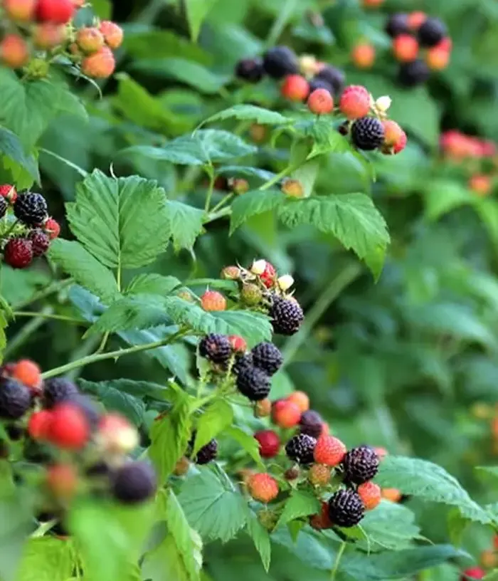 Malina čierna (Rubus occidentalis) SELENA