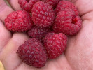 Raspberry (Rubus idaeus) POLANA - Tutifruti SK