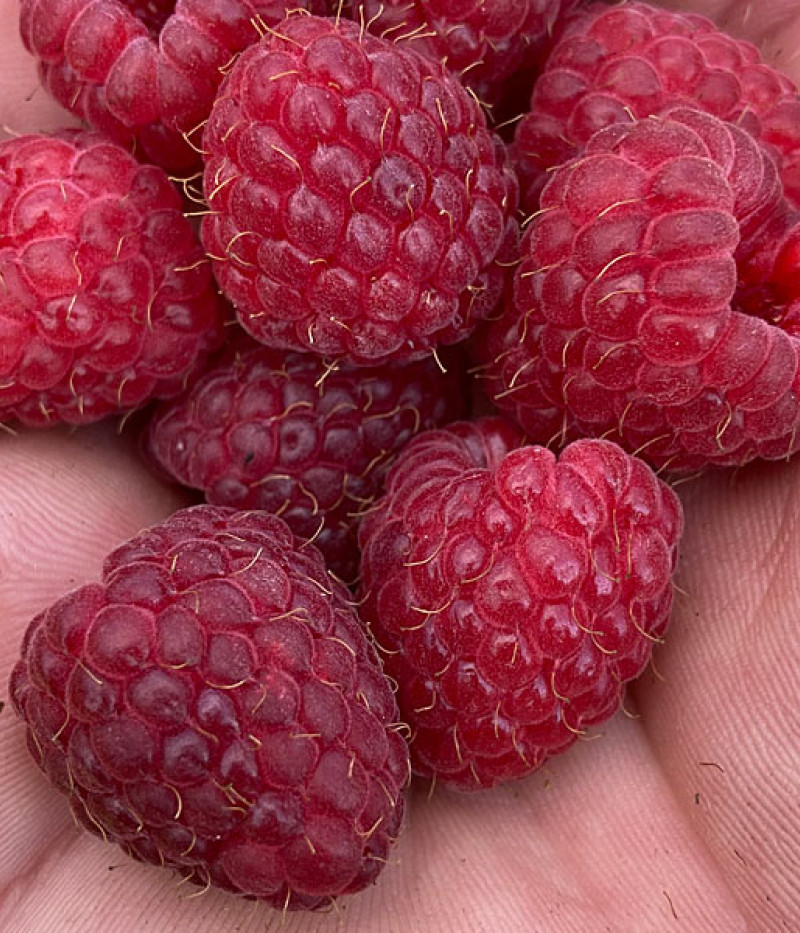 Raspberry (Rubus idaeus) POLANA - Tutifruti SK
