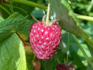 Raspberry (Rubus idaeus) POLANA - Tutifruti SK