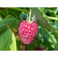 Malina (Rubus idaeus) POLANA