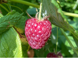 Raspberry (Rubus idaeus) POLANA