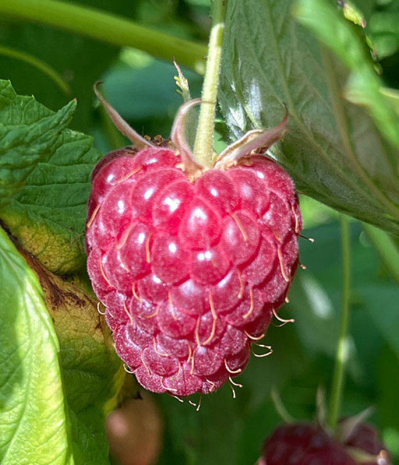 Raspberry (Rubus idaeus) POLANA - Tutifruti SK