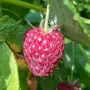 Malina (Rubus idaeus) POLANA
