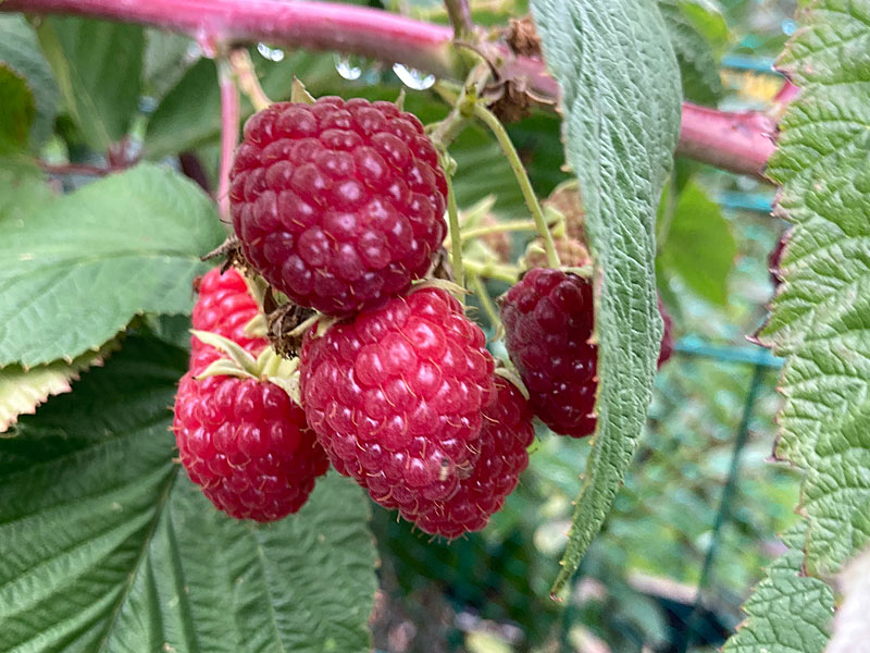 Malina (Rubus idaeus) POLESIE