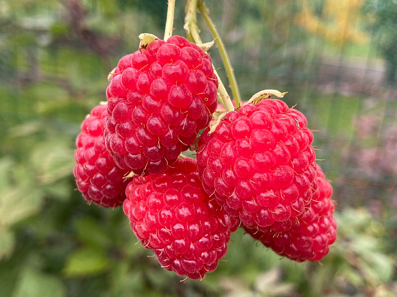 Bio Malina (Rubus idaeus) AUTUMN BLISS