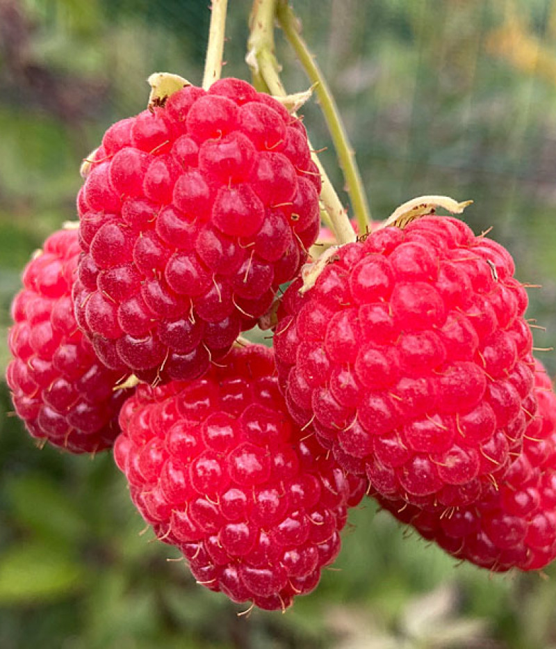 BIO Malina (Rubus idaeus) SCHÖNEMANN - Tutifruti, s.r.o.