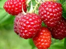 BIO Malina (Rubus idaeus) MALLING PROMISE - Tutifruti, s.r.o.