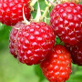 BIO Malina (Rubus idaeus) MALLING PROMISE