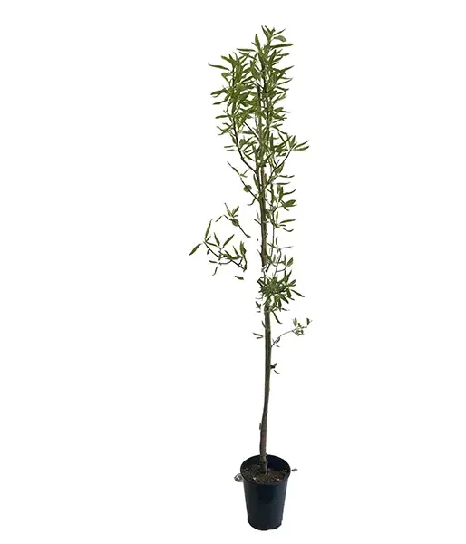 Mandľa (Amygdalus communis) FERRADUEL - Tutifruti SK