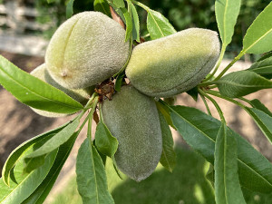 Almond tree: growing almonds and fantastic late flowering varieties