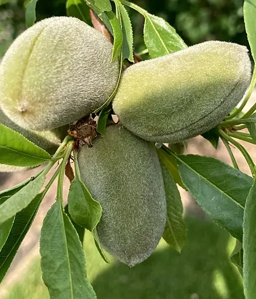 Mandľa (Amygdalus communis) FERRADUEL - Tutifruti SK