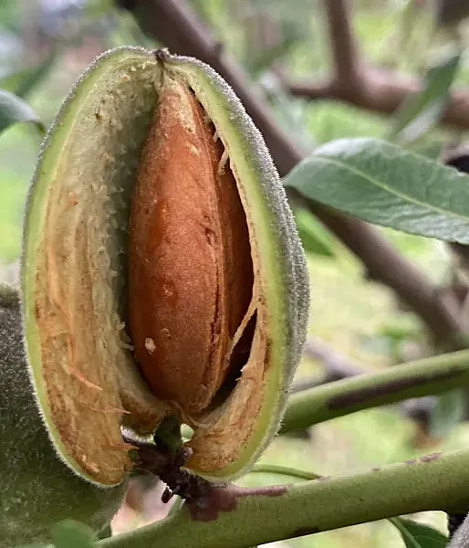 BIO Mandľa (Prunus dulcis) LAURANNE AVIJOR