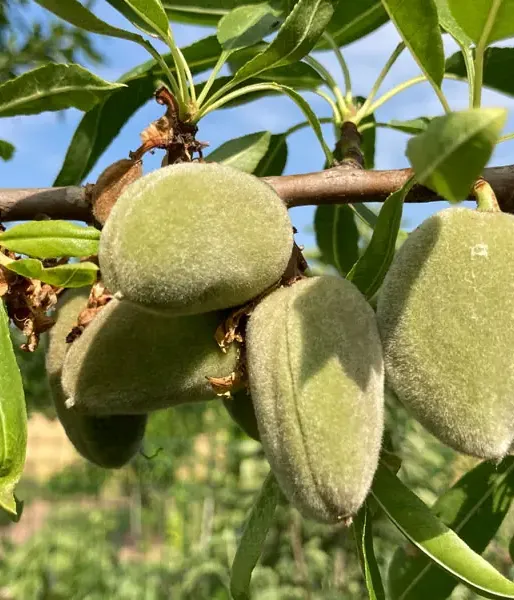 Mandľa (Amygdalus communis) FERRAGNES - Tutifruti SK