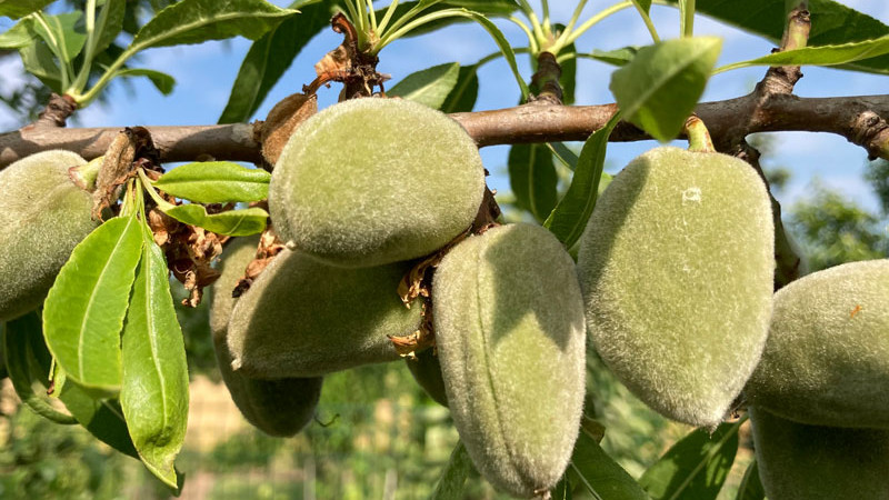 Mandľa obyčajná: Botanická charakteristika a pôvod kráľovnej orechov