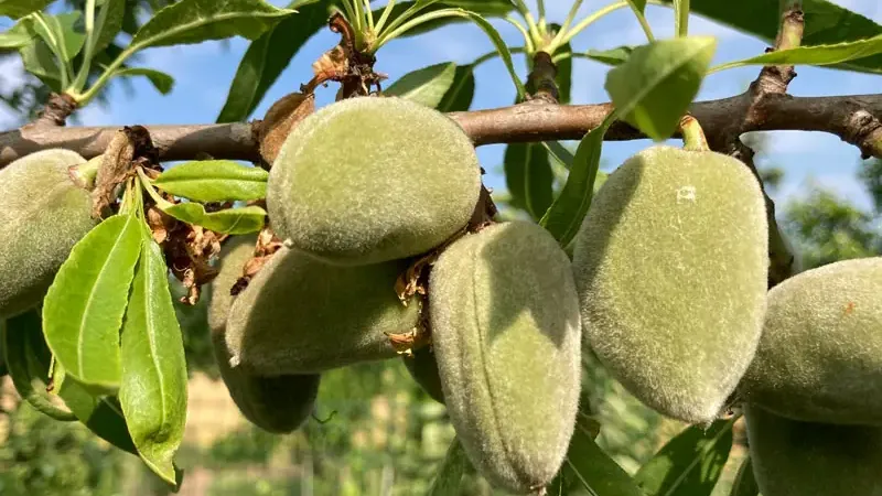 Mandľa obyčajná: Botanická charakteristika a pôvod kráľovnej orechov