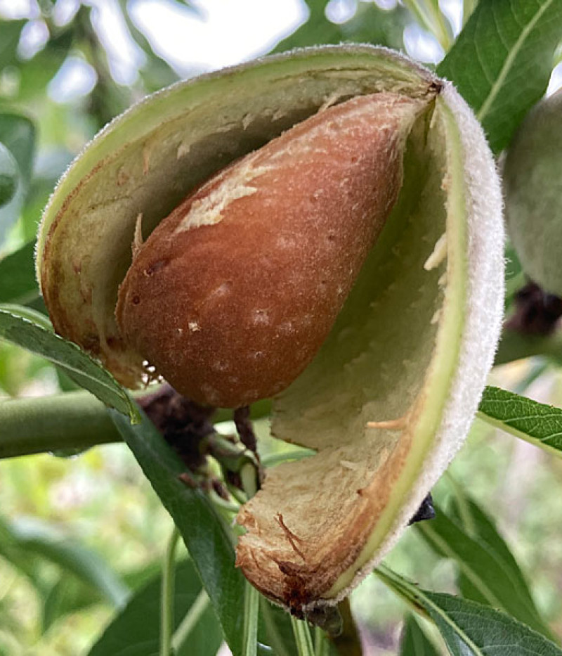 Mandľa (Prunus dulcis) VAIRO - Tutifruti, s.r.o.