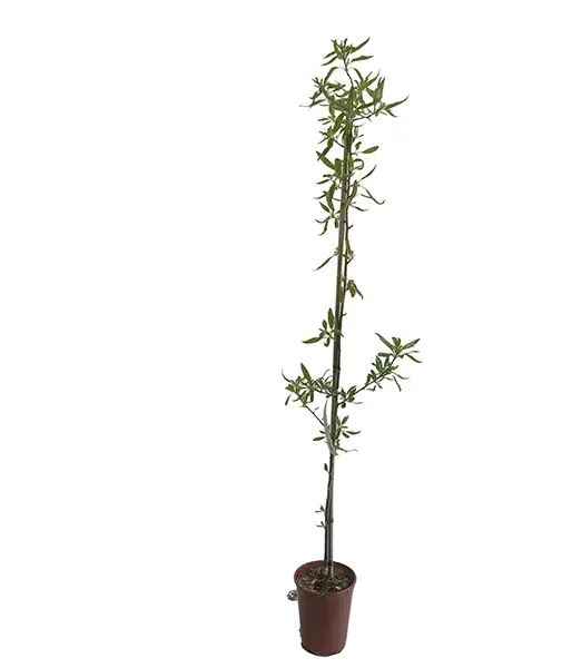 Mandľa (Amygdalus communis) FERRAGNES - Tutifruti SK