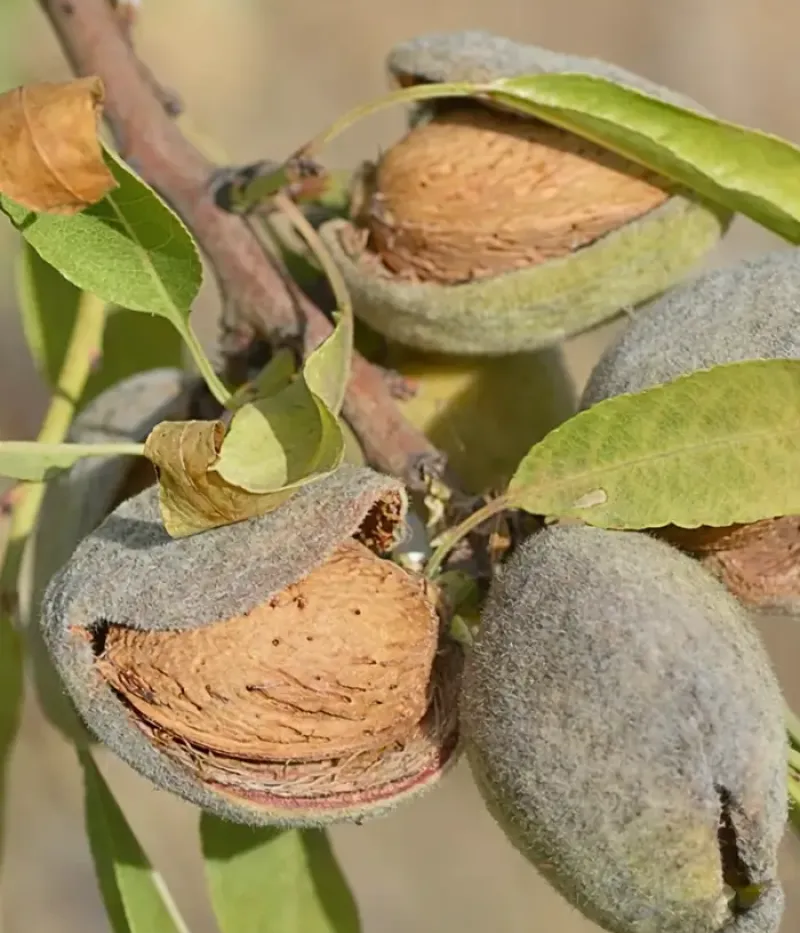 Mandľa (Prunus dulcis) MAKAKO - Tutifruti, s.r.o.