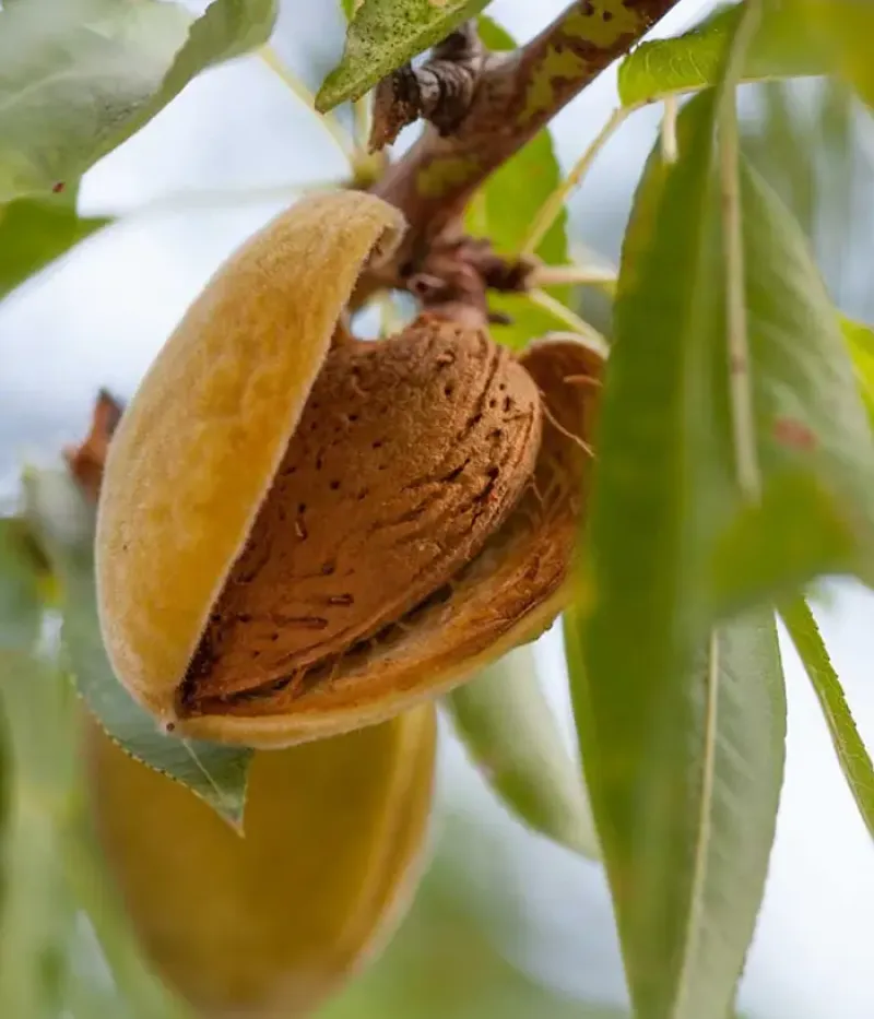 Mandľa (Prunus dulcis) MARINADA - Tutifruti, s.r.o.