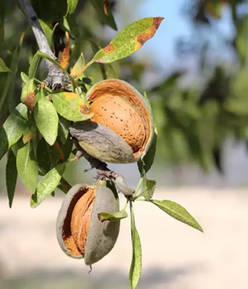 Mandľa (Prunus dulcis) PENTA - Tutifruti, s.r.o.