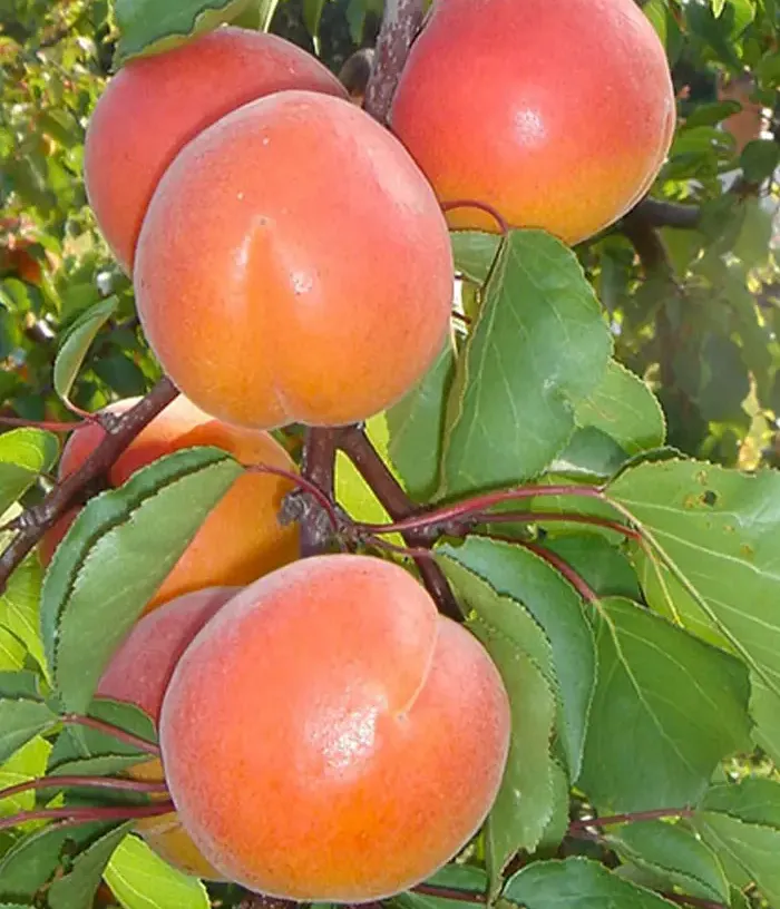 Apricot (Prunus armeniaca) BERGEVAL AVICLO - Tutifruti, s.r.o.