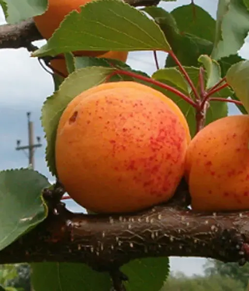 Apricot (Prunus armeniaca) DAIGA