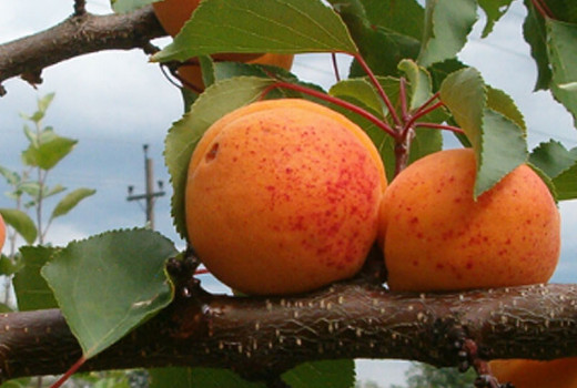 Marhule pre zdravie: Nutričný profil, zrak a srdce