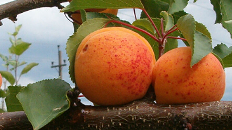 Marhule pre zdravie: Nutričný profil, zrak a srdce