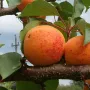Marhuľa (Prunus armeniaca) DAIGA