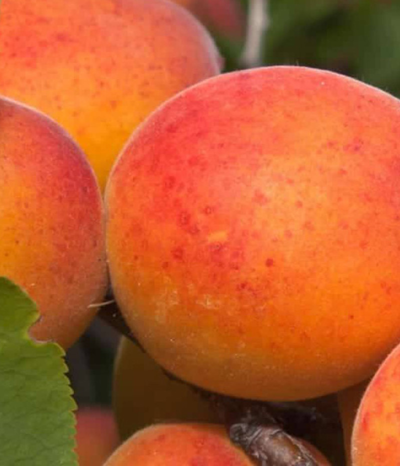 Marhuľa (Prunus armeniaca) DZINTARS - Tutifruti, s.r.o. (SK)