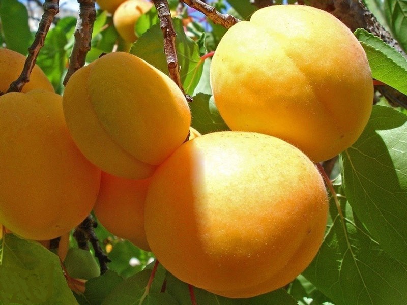 Marhuľa (Prunus armeniaca) GOLDEN SUN stĺpová