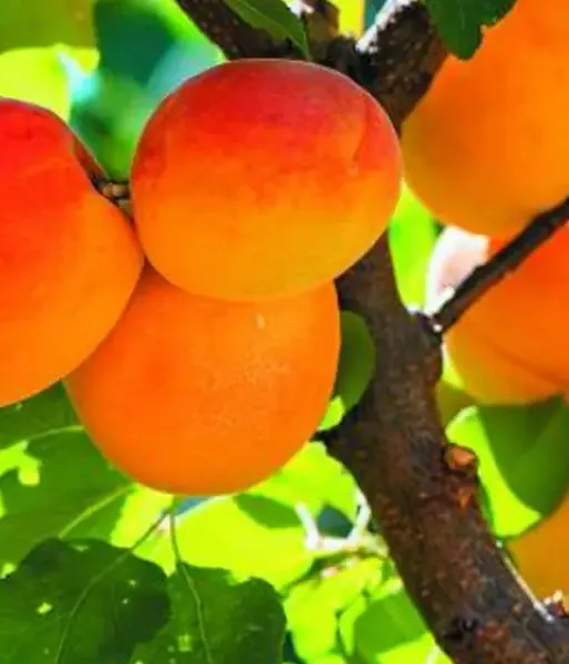Apricot (Prunus armeniaca) KRASNOŠČOKIJ - Tutifruti, s.r.o. (SK)