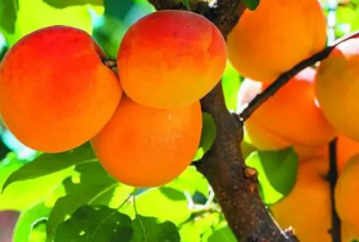 Prírodné anestetikum: Nečakané farmakologické objavy v marhuliach