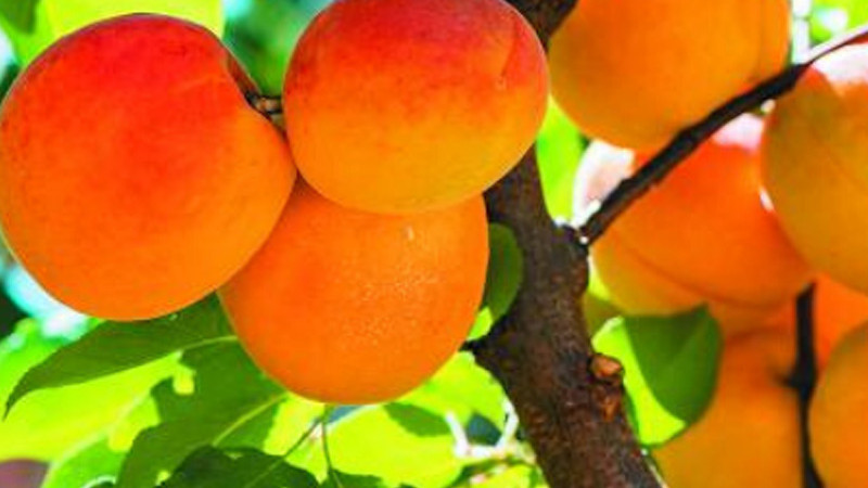 Sprievodca výberom marhúľ: Od podpníka po zber