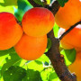 Marhuľa (Prunus armeniaca) KRASNOŠČOKIJ
