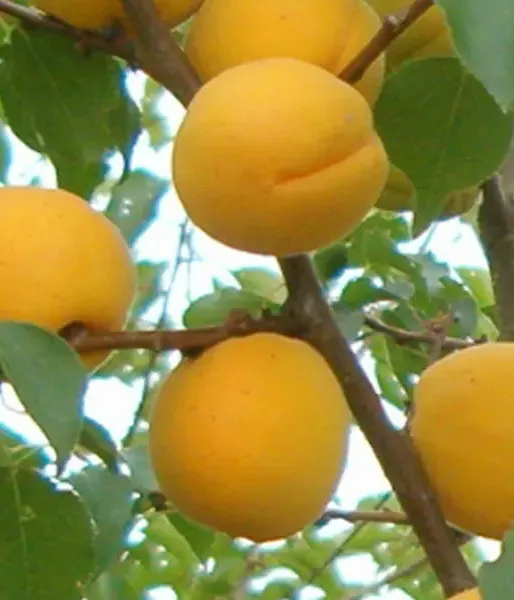 Apricot (Prunus armeniaca) LĀSMA