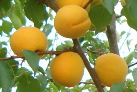 Marhule, ktoré porazili mráz aj čas: Ako sa v ľadovom Lotyšsku zrodili odrody s najvyšším obsahom antioxidantov na kontinente