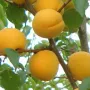 Marhuľa (Prunus armeniaca) LĀSMA